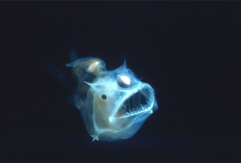 lantaarnvis