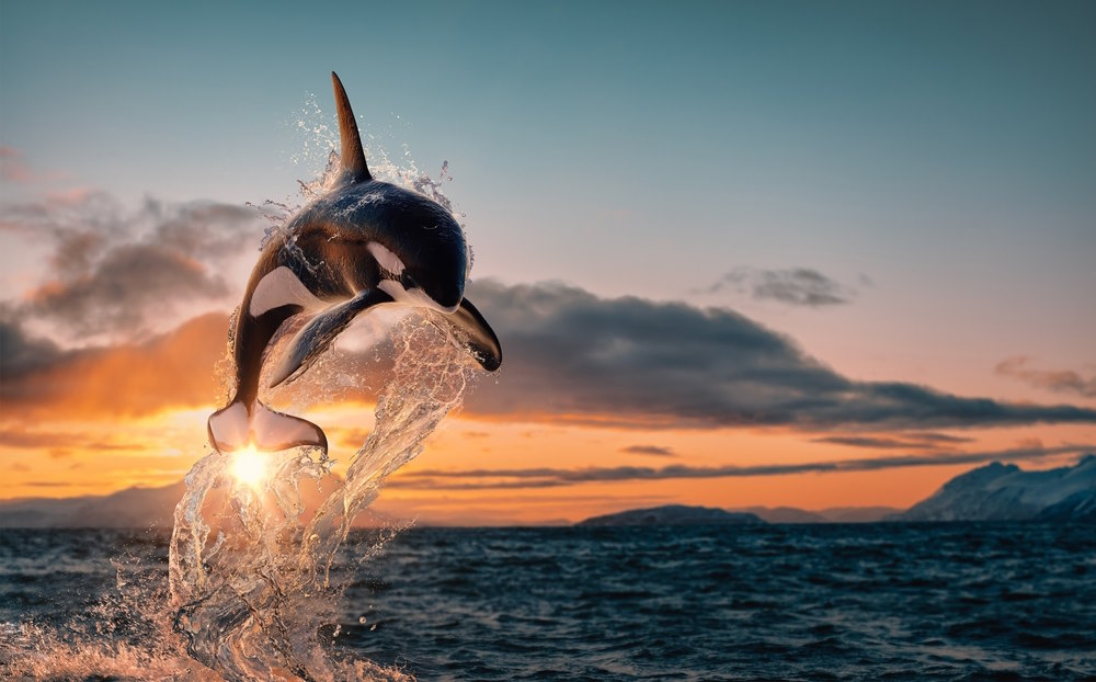 orka