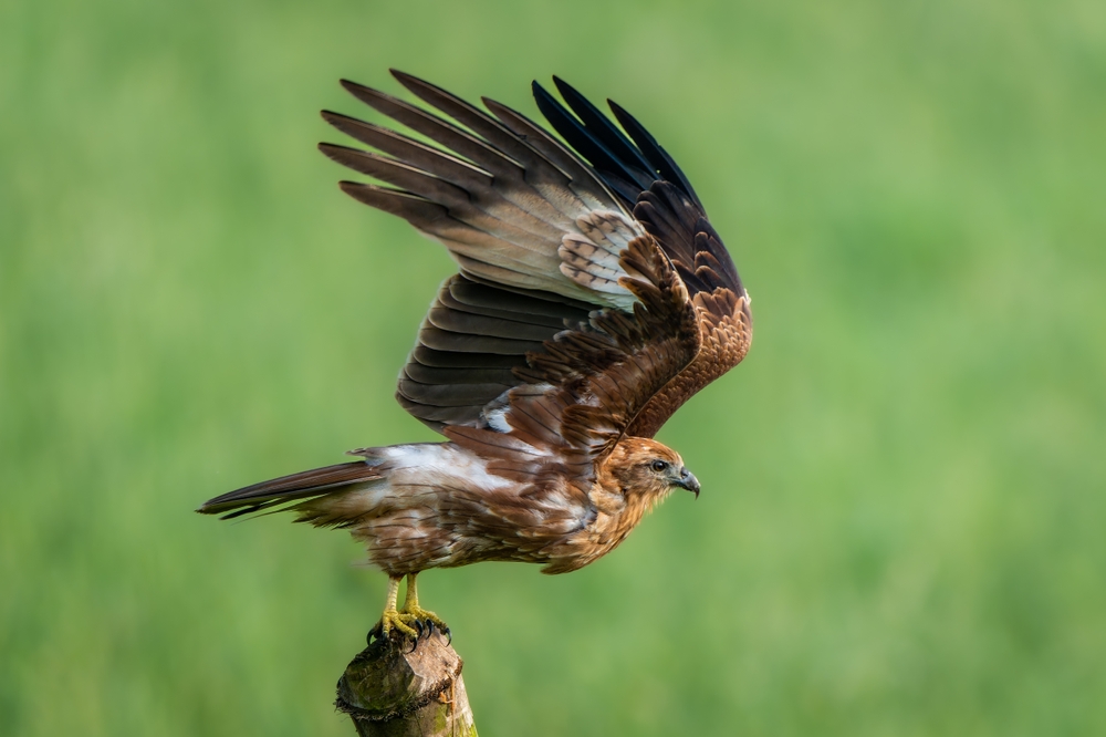 The,Black,Kite,(milvus,Migrans),Is,A,Medium sized,Bird,Of