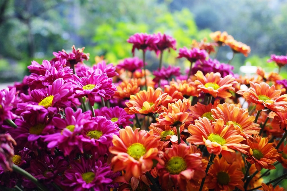 Chrysant Chrysant
