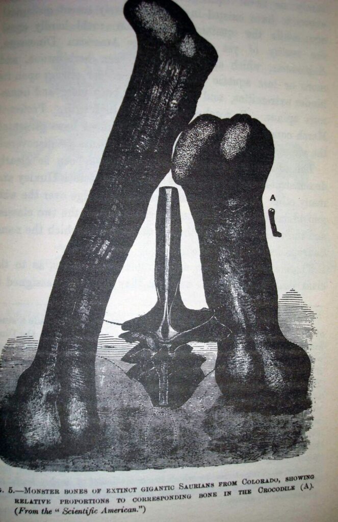 Maraapunisaurus