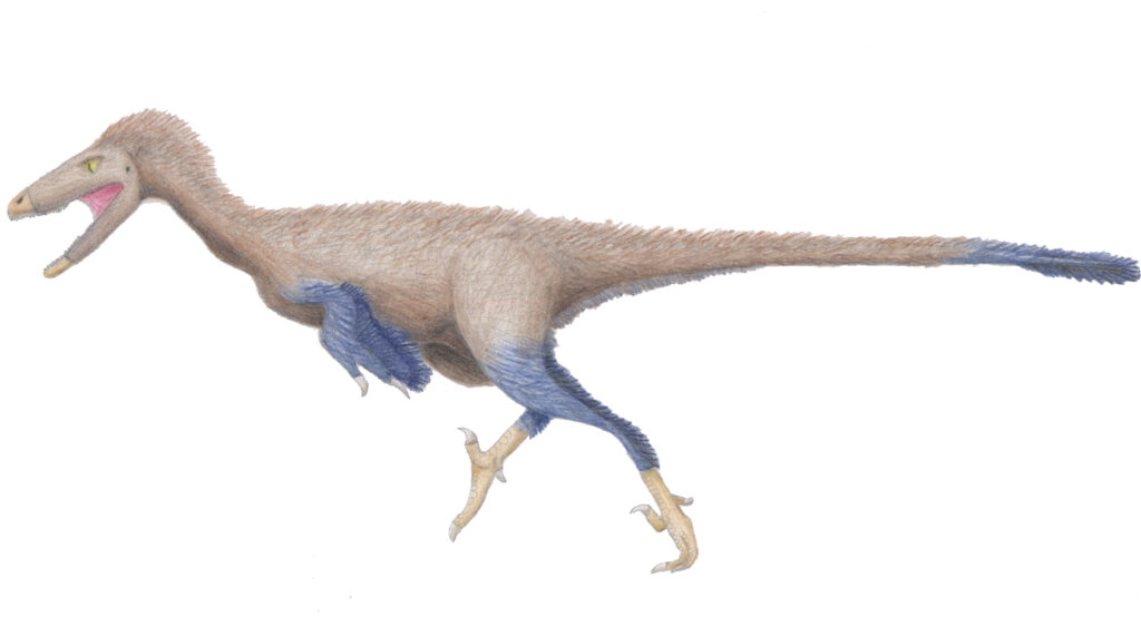 Stenonychosaurus