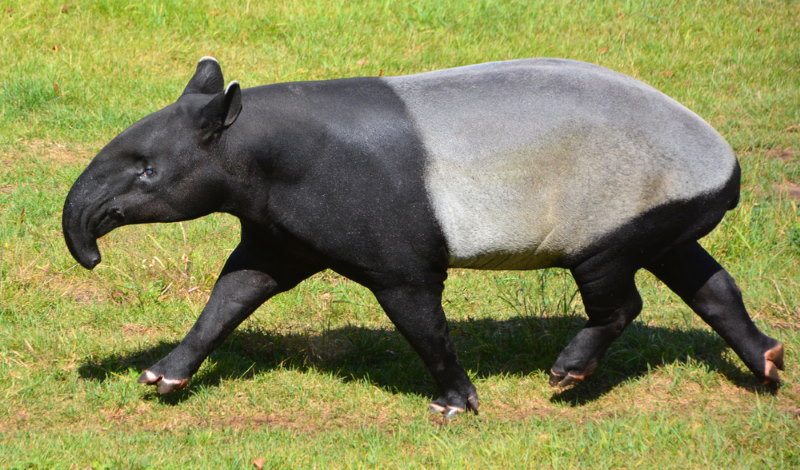 Tapir (1) Tapir (1)