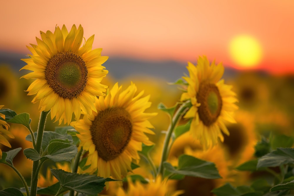 Zonnebloem Zonnebloem