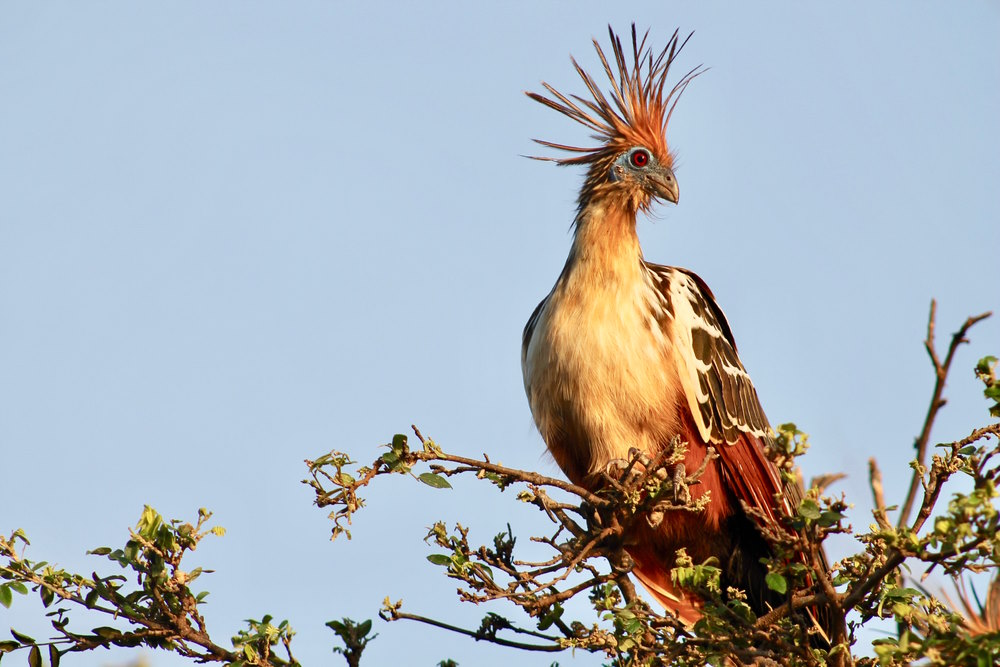 hoatzin