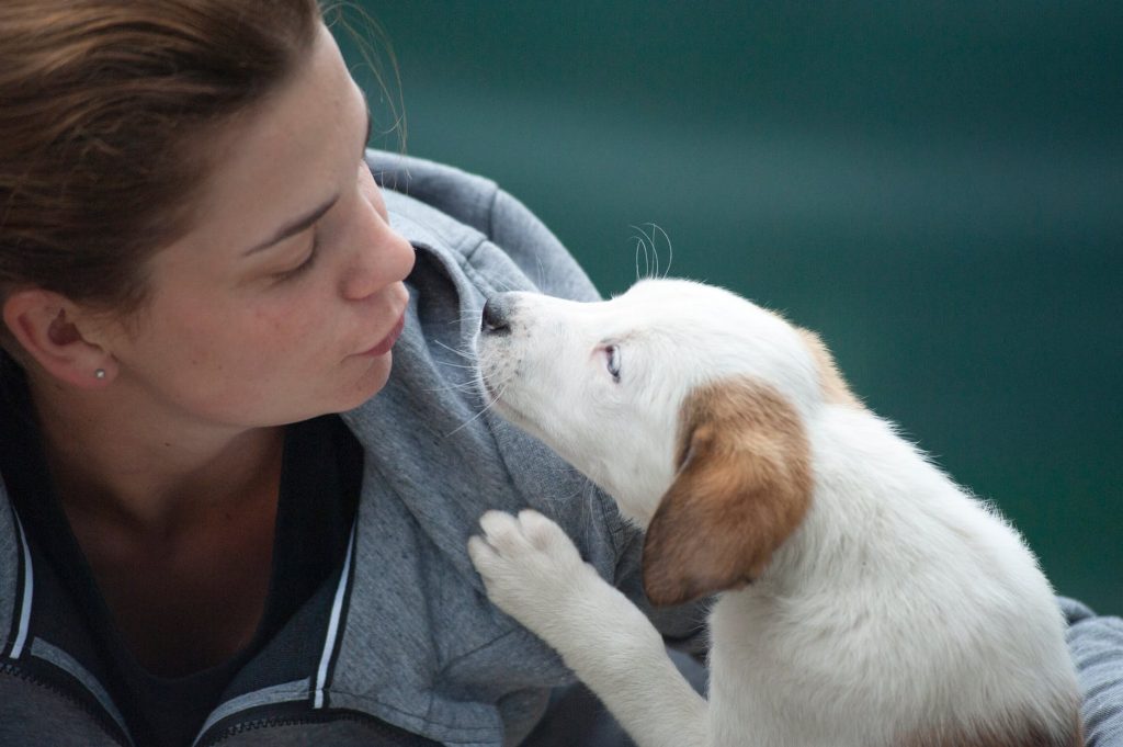 Top 10 Beste Honden Films liefde van je hond