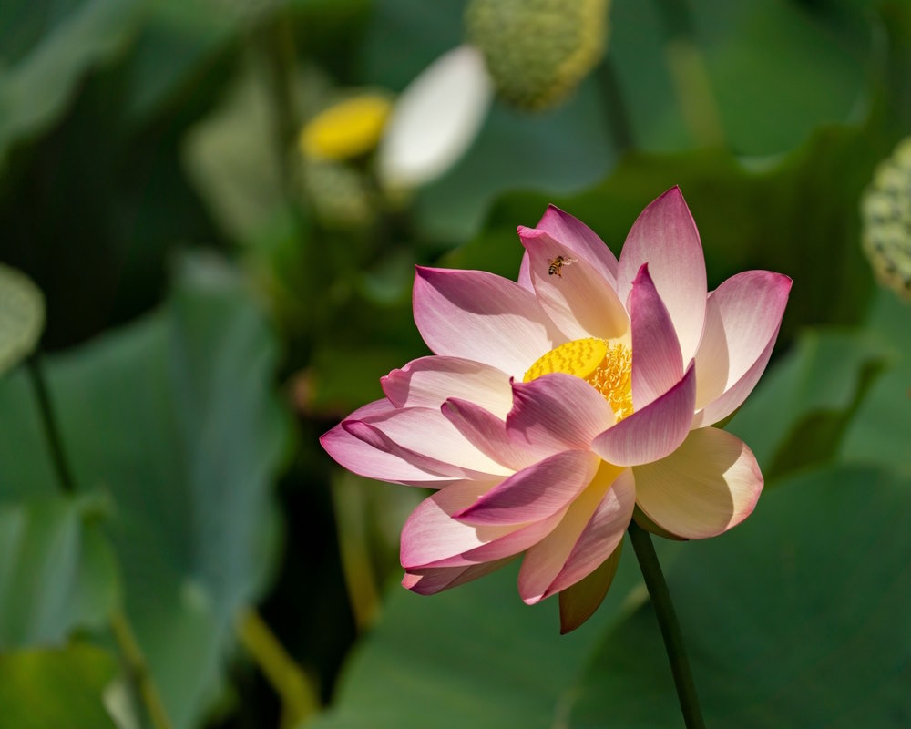 lotus bloem lotus bloem