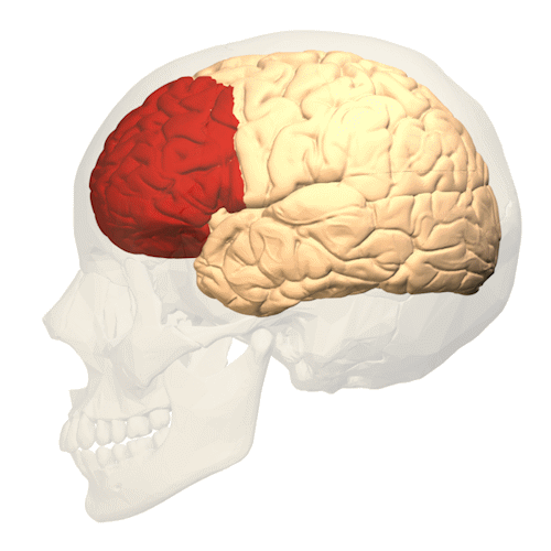 prefrontale cortex