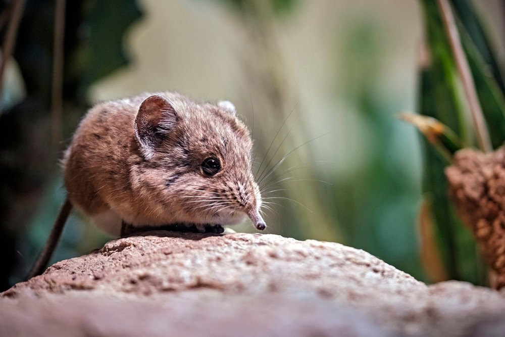 spitsmuis