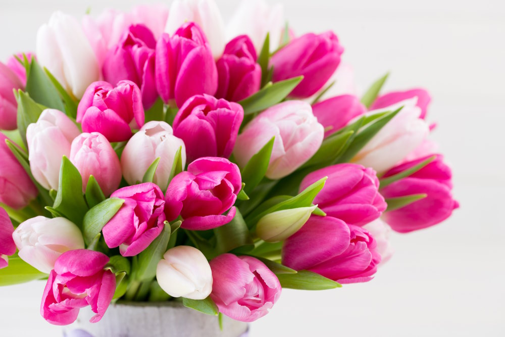 tulp tulp