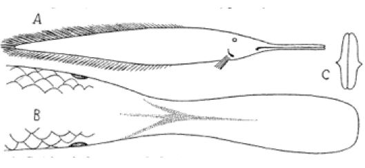 Ompax spatuloides 1879 Ompax spatuloides 1879