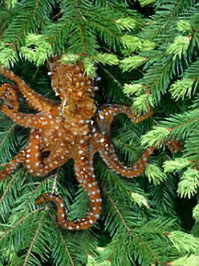 Pacific Northwest Tree Octopus Pacific Northwest Tree Octopus