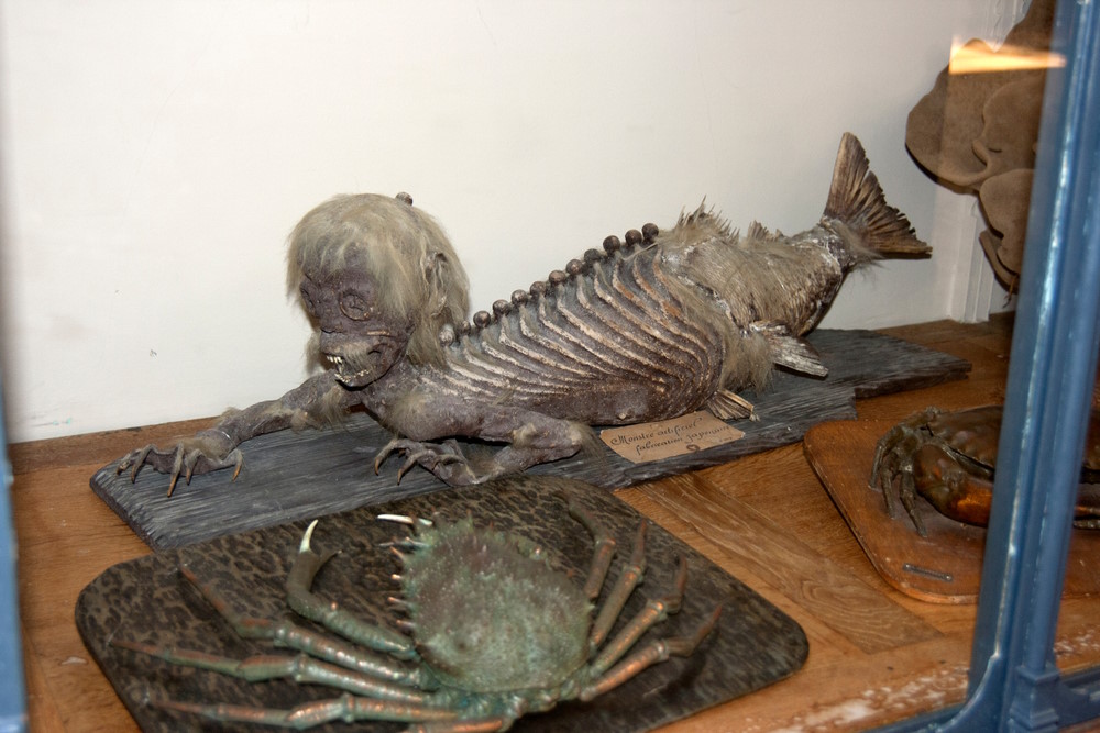 fiji mermaid fiji mermaid