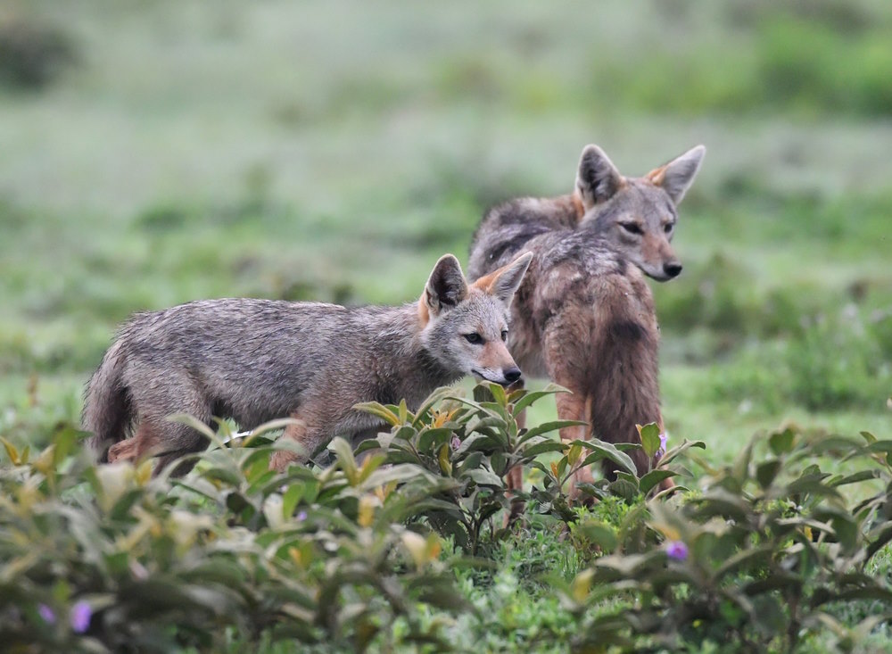 Afrikaanse goudwolf