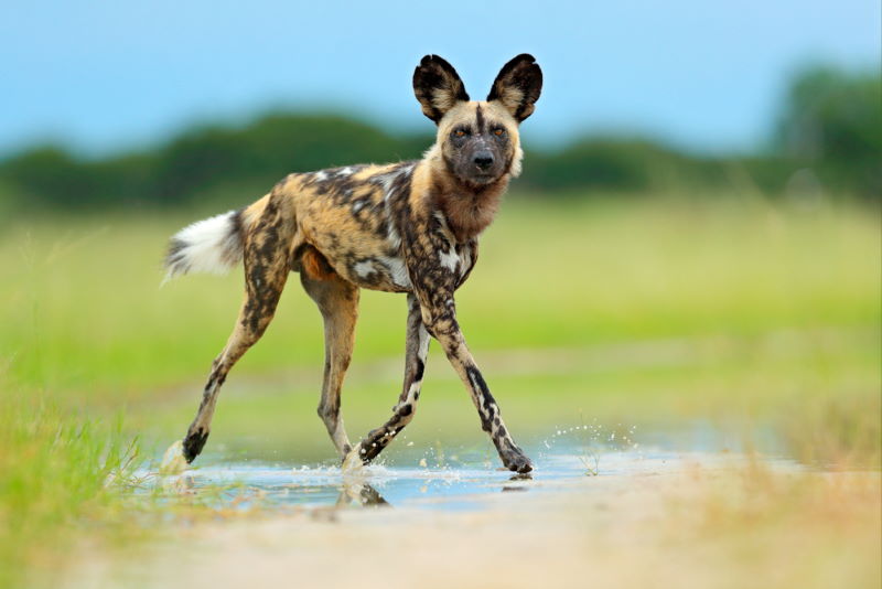 Afrikaanse wilde hond