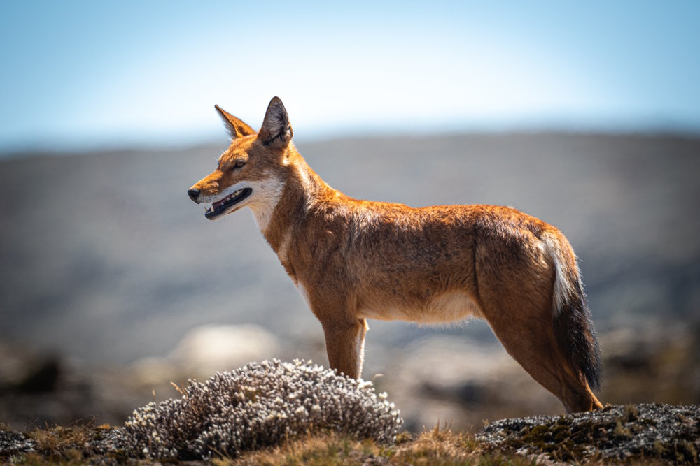 Ethiopische wolf