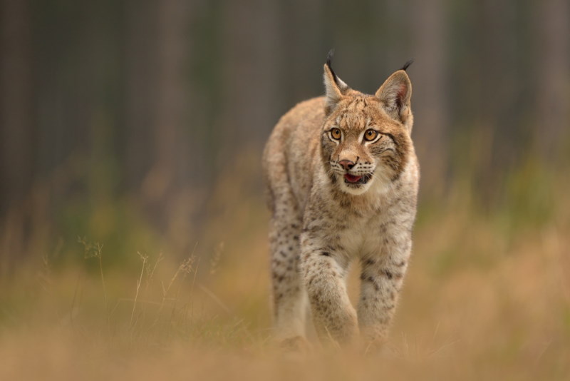 Euraziatische lynx 2