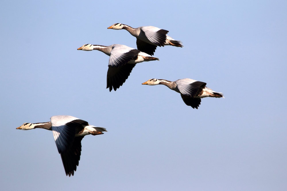 Indische gans