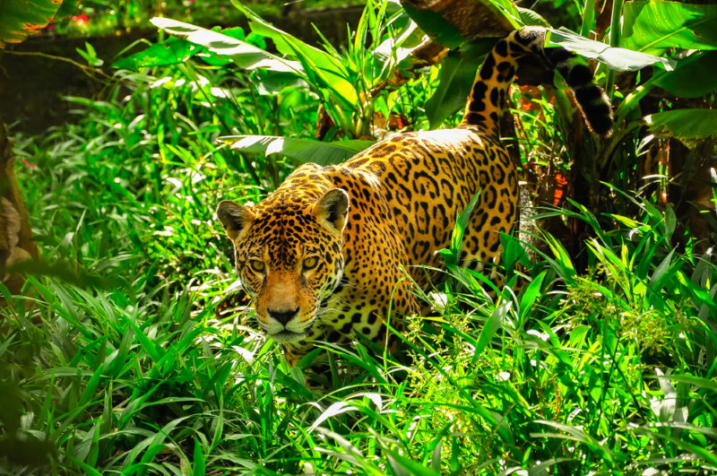 Jaguar 2