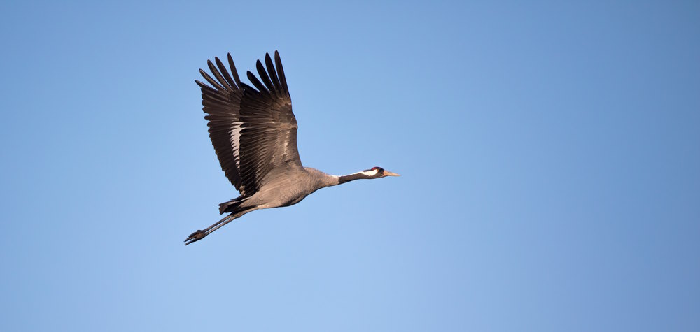 Jufferkraanvogel