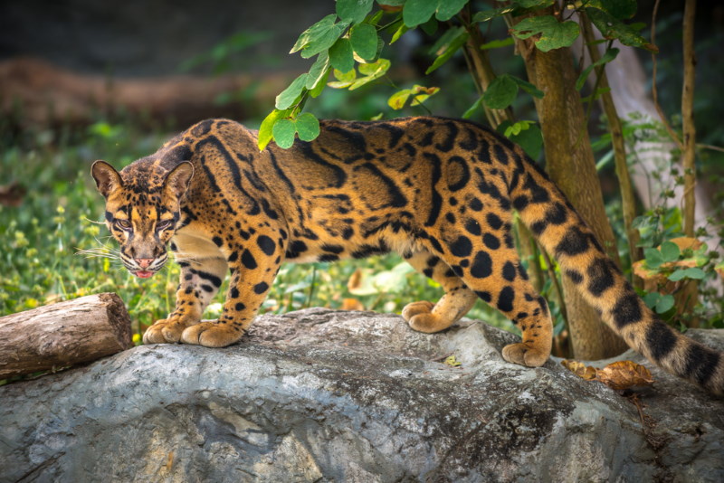 Nevelpanter