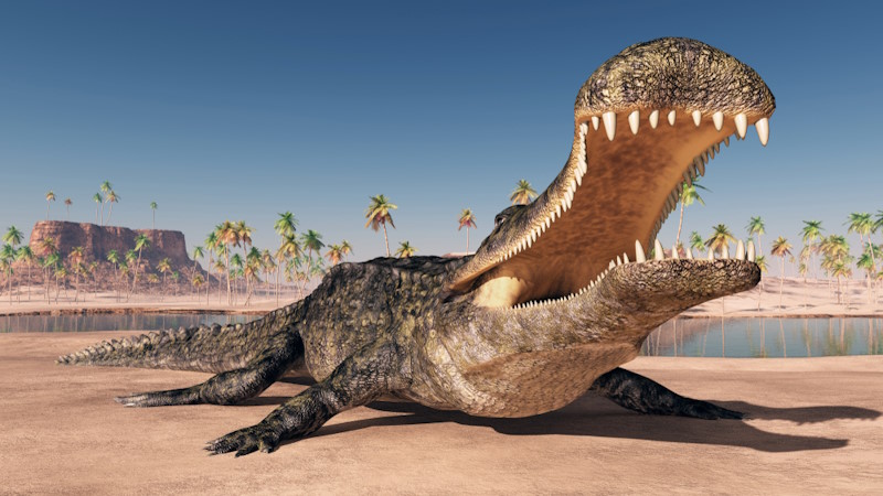 Sarcosuchus Sarcosuchus
