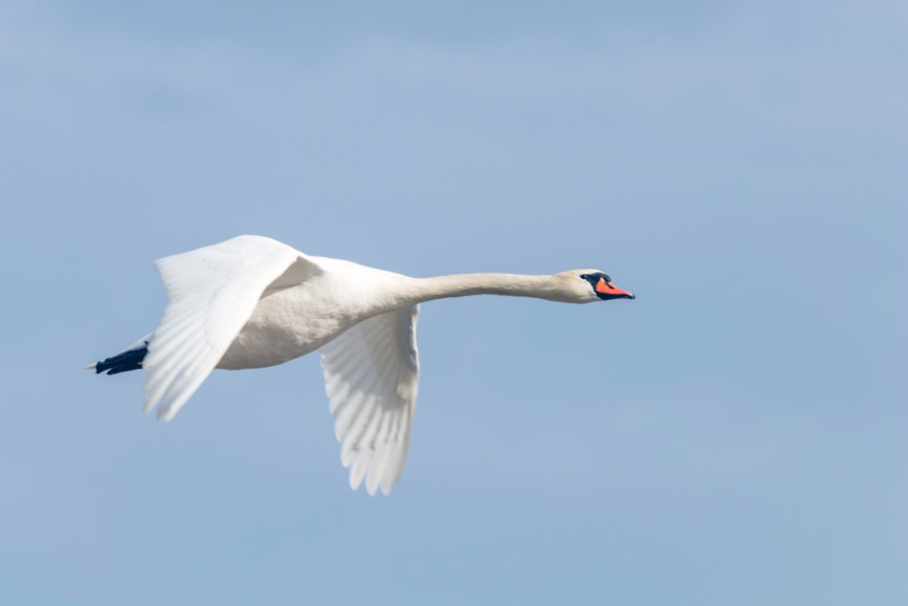 Wilde zwaan Wilde zwaan