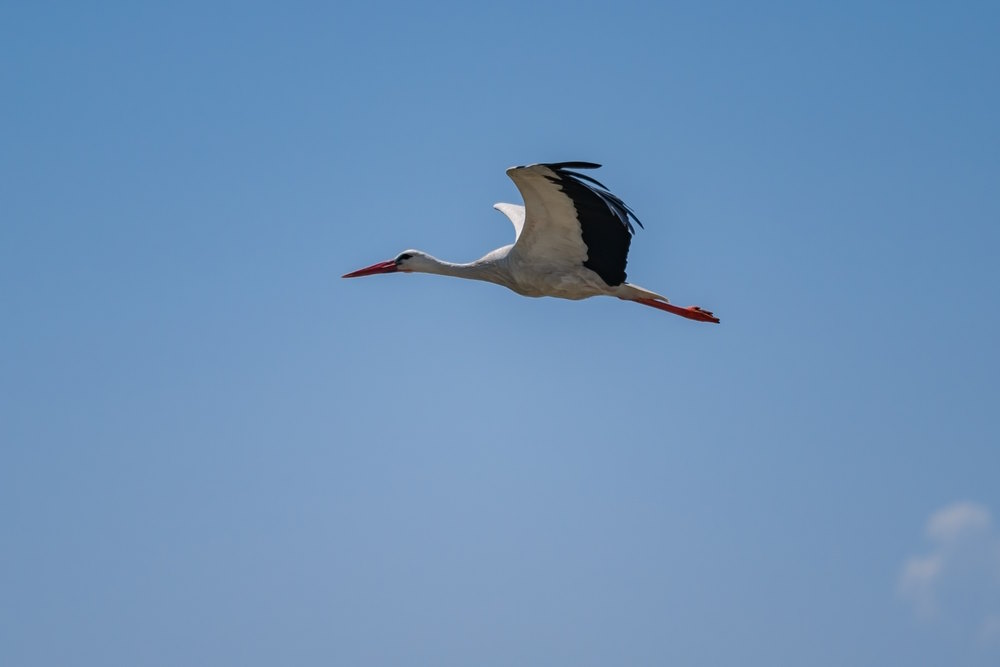 Witte ooievaar