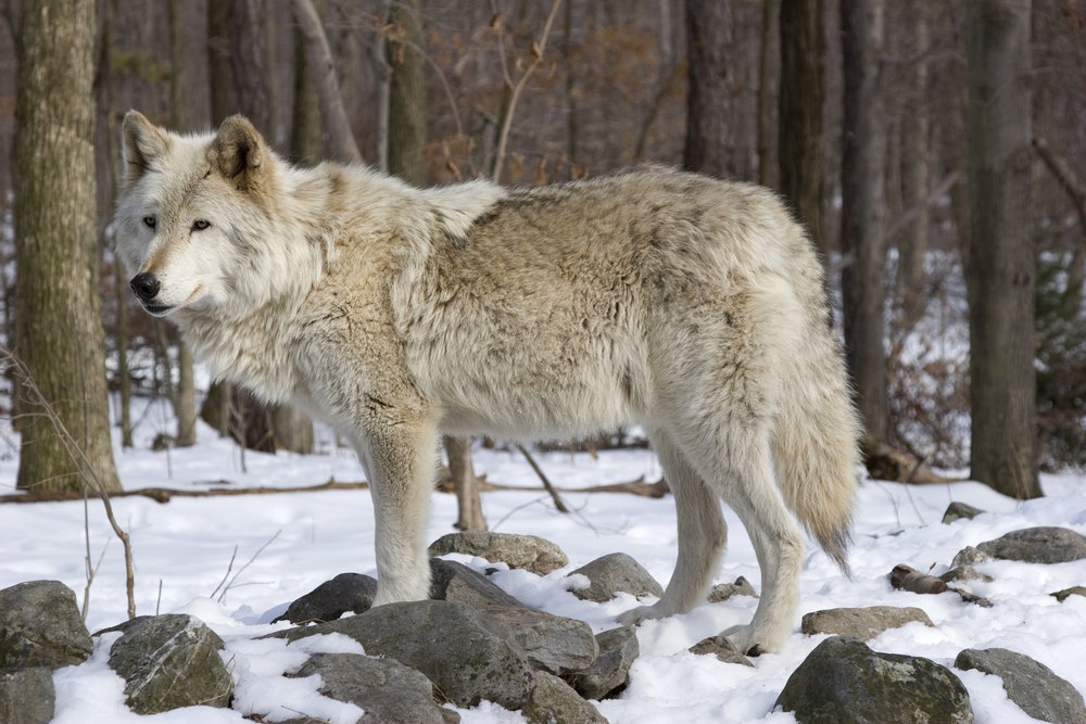 amerikaanse wolf