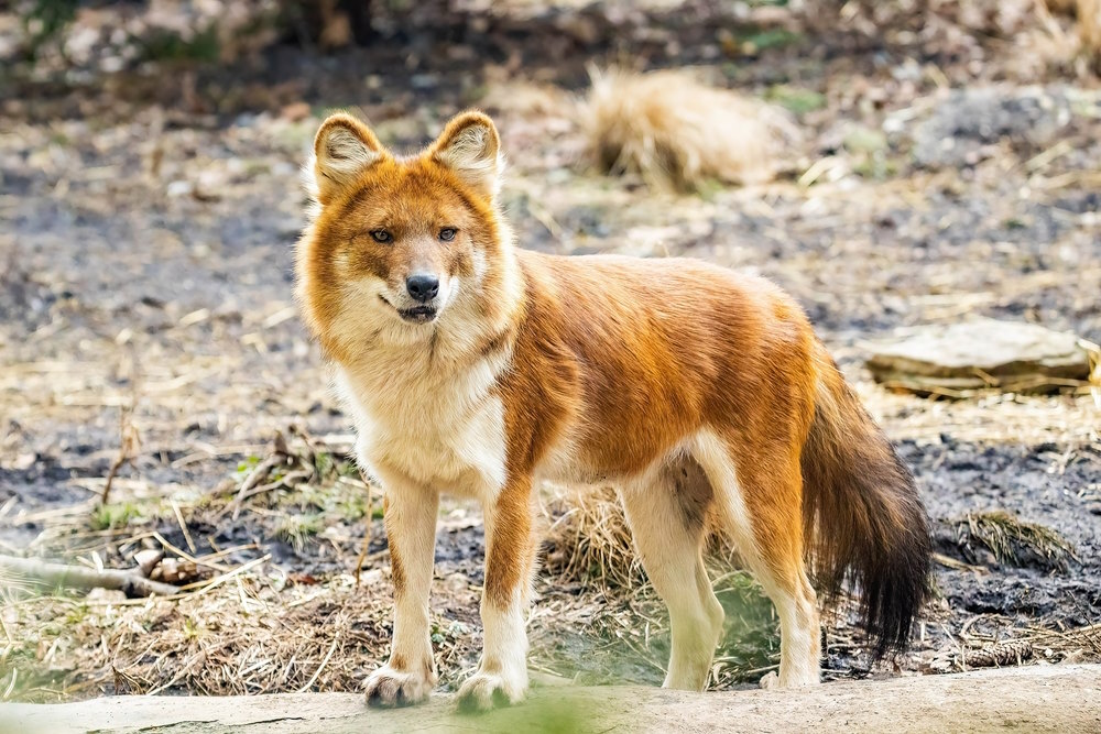 dhole