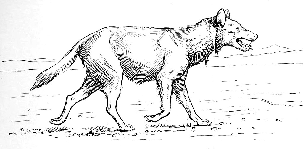 dire wolf