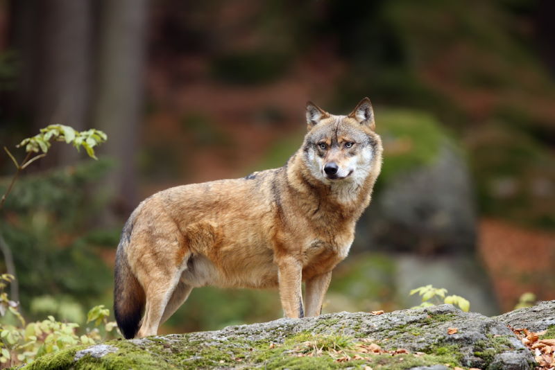 grijze wolf