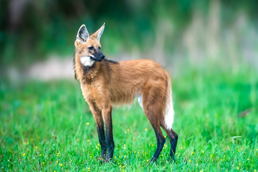 manenwolf