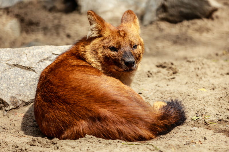 rode wolf