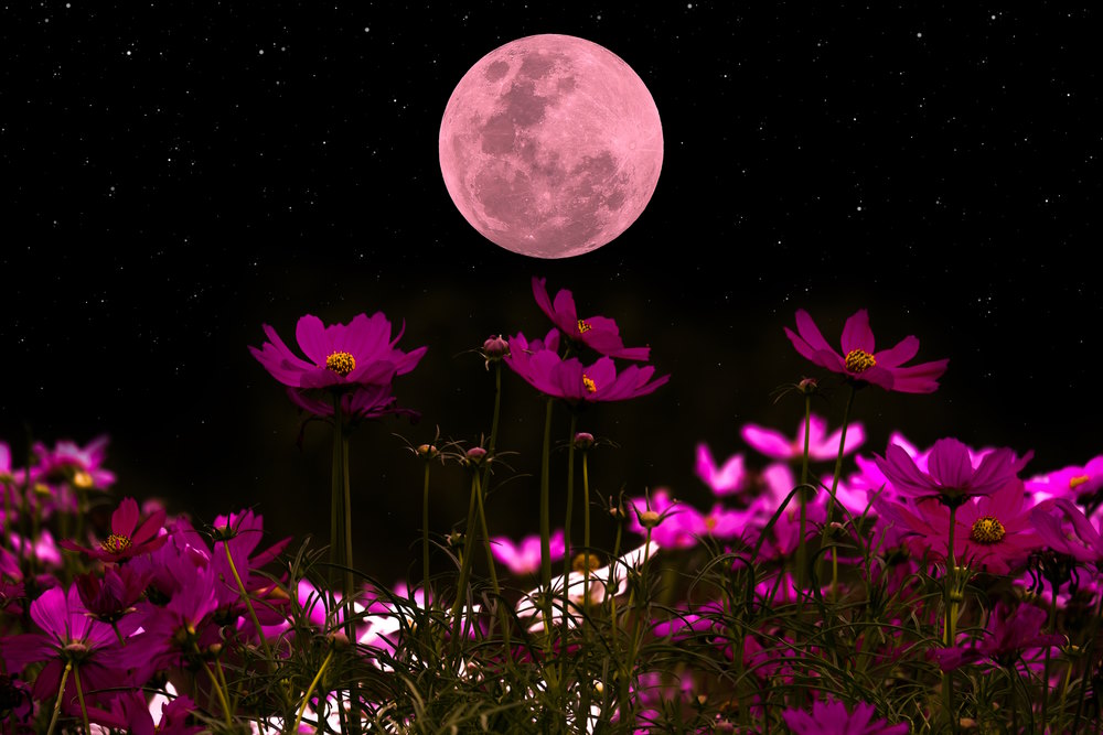 roze maan