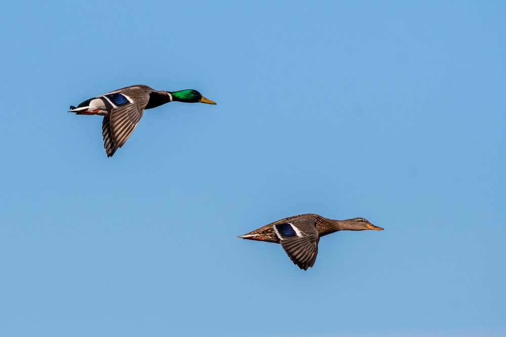 wilde eend (2)