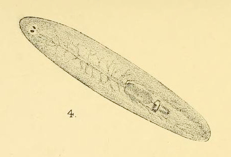 Planaria Planaria