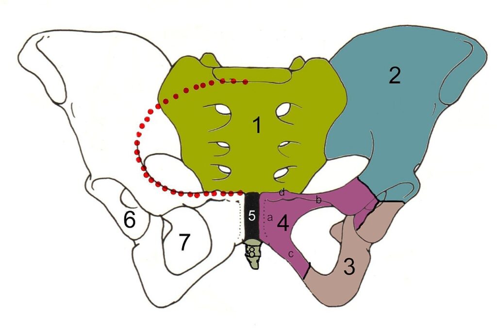 coccyx