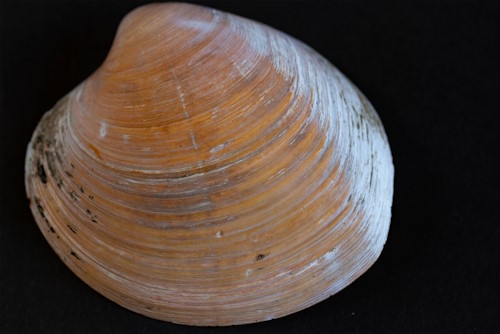 noordkromp