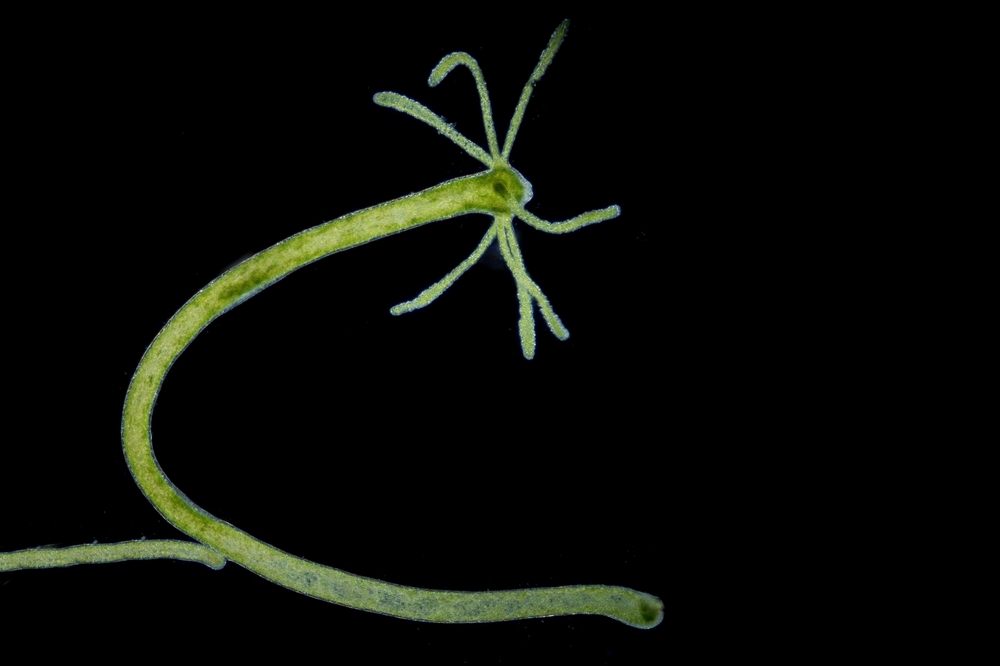 vulgaris vulgaris