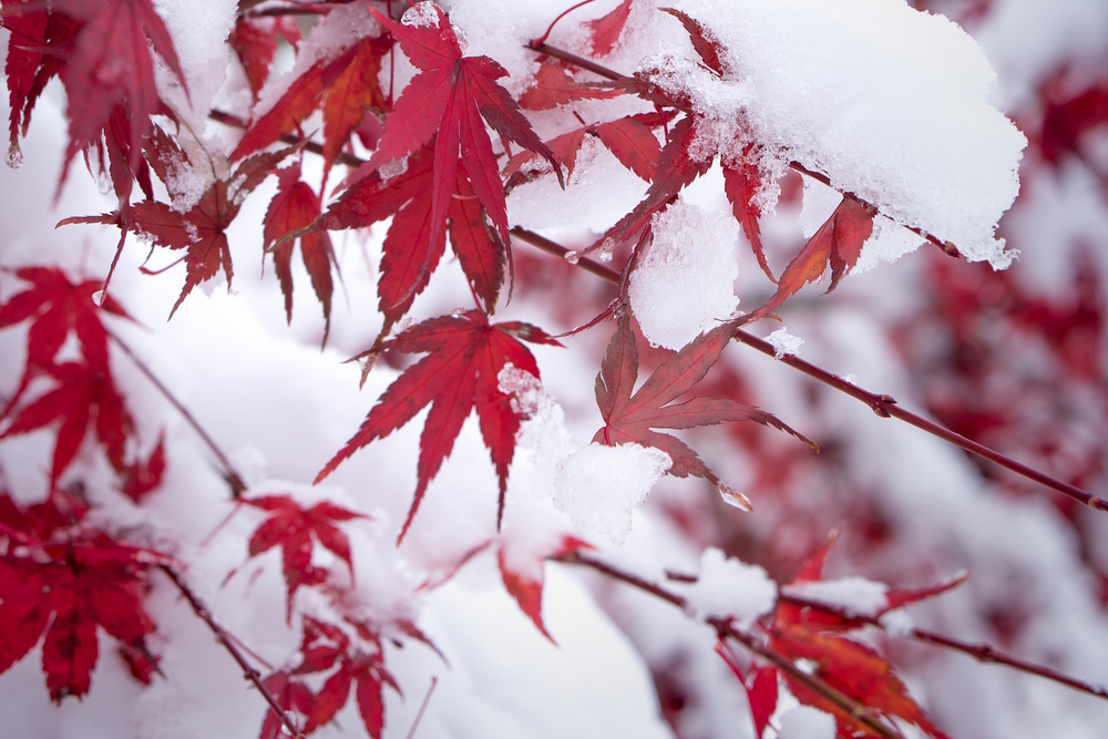 Acer palmatum