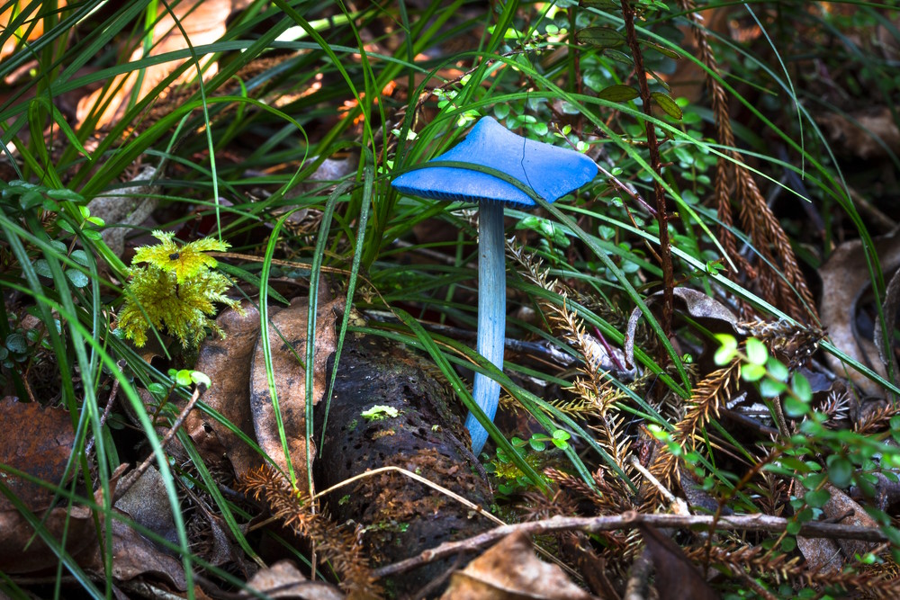 Entoloma hochstetteri