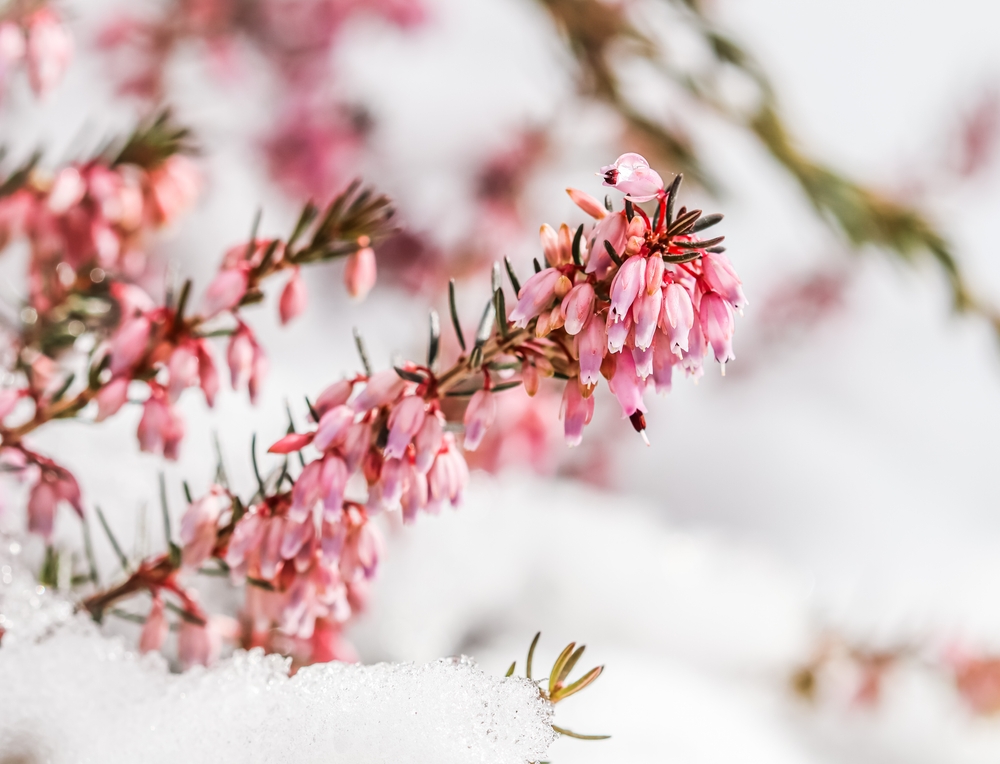 Erica carnea