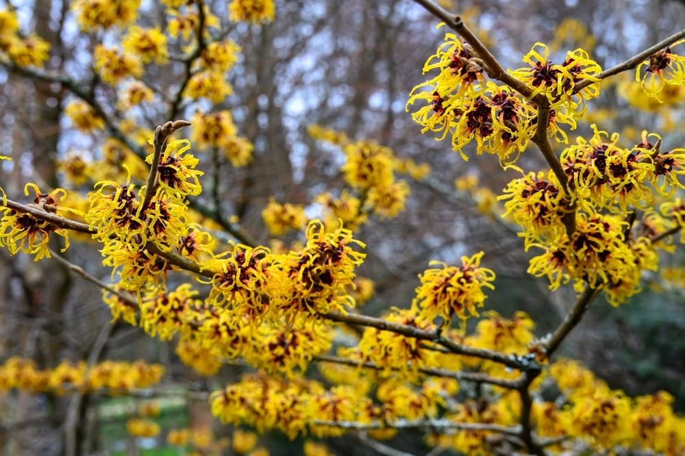 Hamamelis