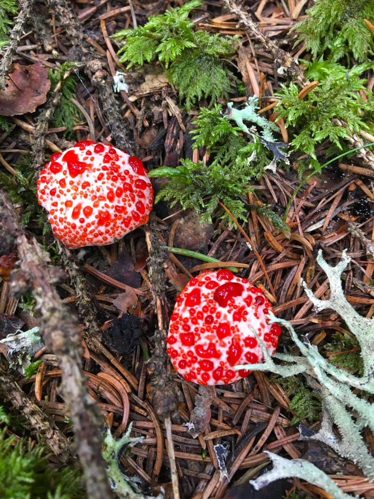 Hydnellum peckii