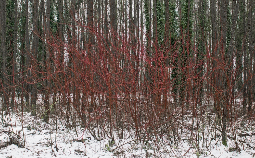 Kornoelje