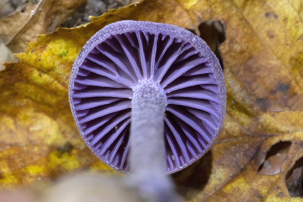 Laccaria amethystina