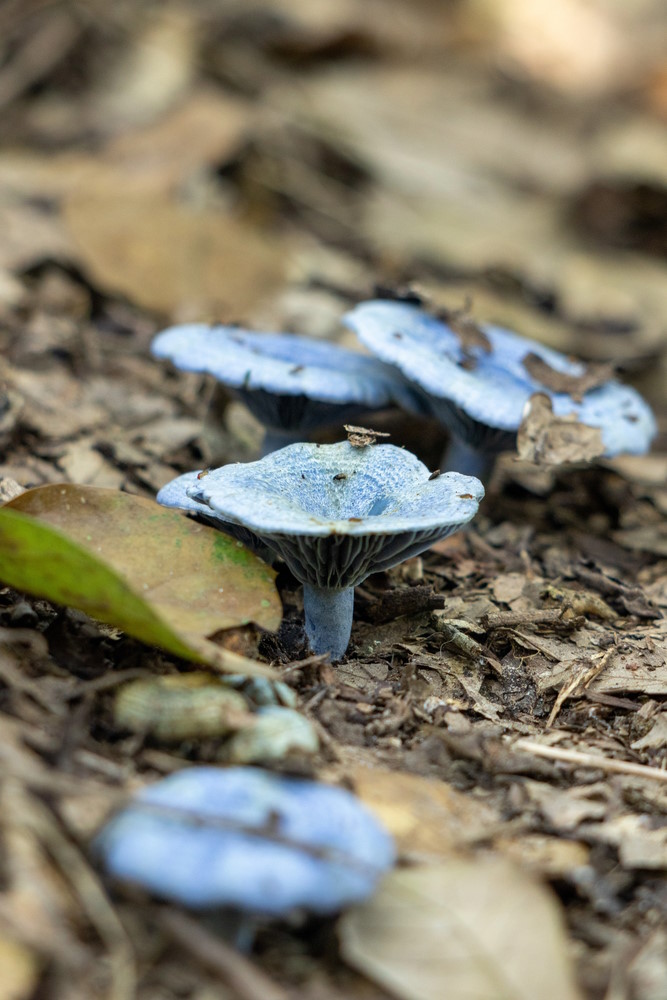 Lactarius indigo