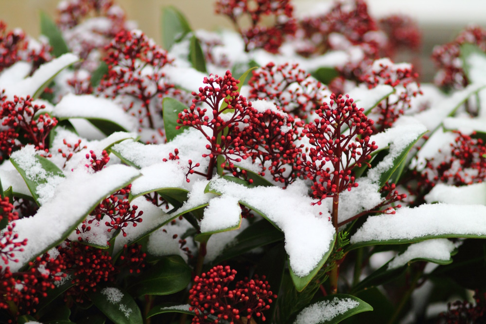 Skimmia