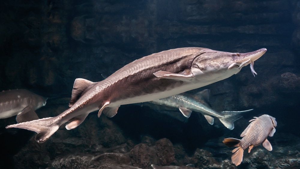beluga